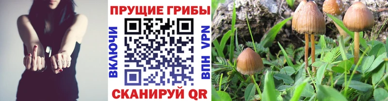 Галлюциногенные грибы GOLDEN TEACHER  продажа наркотиков  Ильский 